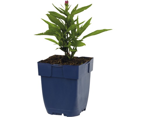 Zinnie Pflanze im Topf