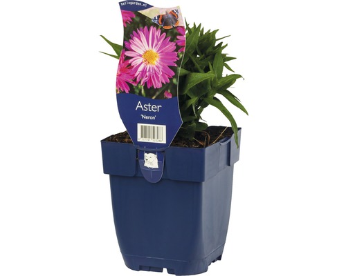 Glattblatt-Aster FloraSelf Aster novi-belgii 'Neron' H 5-30 cm Co 0,5 L