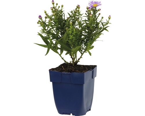Aster im Topf mit grünen Blättern und lila Blüten