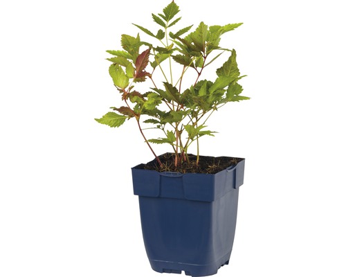 Astilbe de Chine FloraSelf Astilbe chininensis 'Purpurkerze' h 5-75 cm Co 0,5 l Fausse spirée en pot
