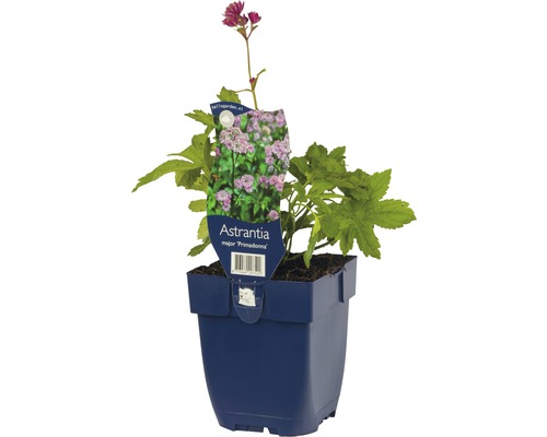 Grande astrance ''Primadonna'' en pot