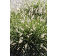 Lampenputzergras FloraSelf Pennisetum alopecuroides 'Hameln' H 20-50 cm Co 6 L