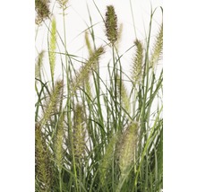 Lampenputzergras FloraSelf Pennisetum alopecuroides 'Hameln' H 20-50 cm Co 6 L