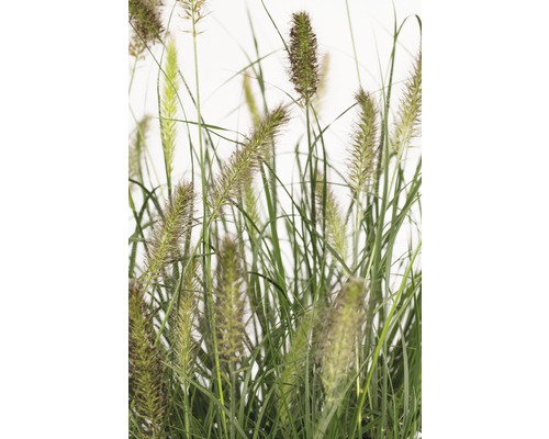 Lampenputzergras FloraSelf Pennisetum alopecuroides 'Hameln' H 20-50 cm Co 6 L Dekoratives Ziergras für den Garten