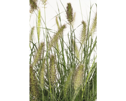 Herbe aux écouvillons FloraSelf Pennisetum alopecuroides 'Hameln' h 20-50 cm Co 6 L