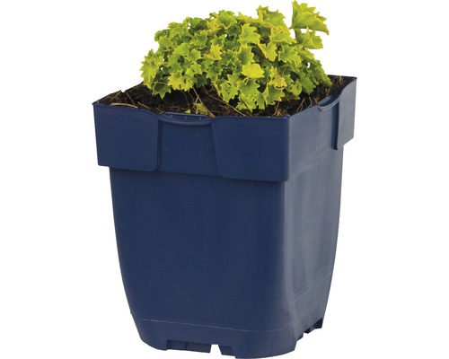 Heuchera in einem Blumentopf