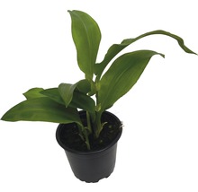 Aspidistra plante d''intérieur en pot
