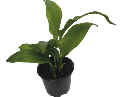 Aspidistra plante d''intérieur en pot