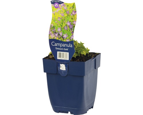 Glockenblume FloraSelf Campanula garganica 'Dicksons Gold' H 5-15 cm Co 0,5 L Glockenblume ''Dickson''s Gold'' im Topf