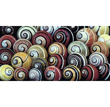 Carte postale Geo XXL escargots 23x11 cm