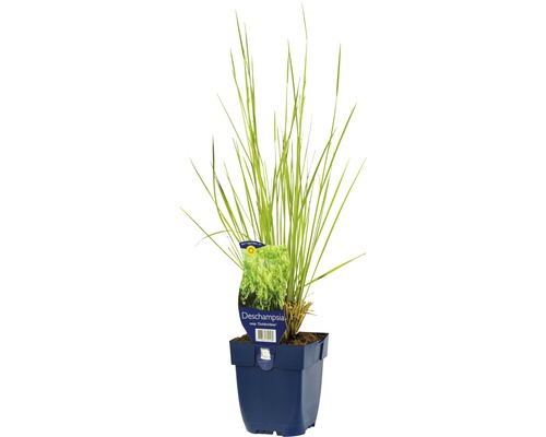 Canche cespiteuse FloraSelf Deschampsia cespitosa 'Goldschleier' h 5-20 cm Co 0,5 l Gesse des prés en pot
