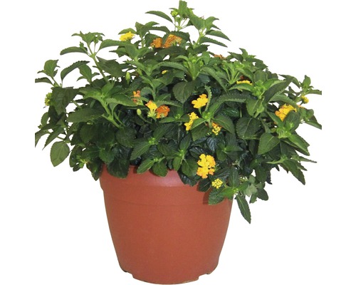 Lantanier FloraSelf Lantana camara pot Ø 25 cm