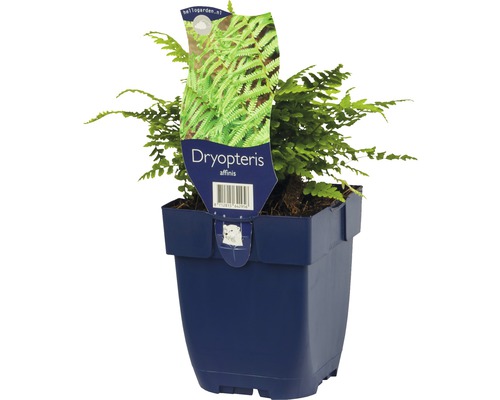 Dryopteris affinis in einem Topf