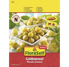 Physalis 'Goldmurmel' FloraSelf Select samenfestes Saatgut Gemüsesamen-thumb-0