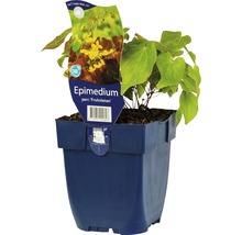 Elfenblume im Topf