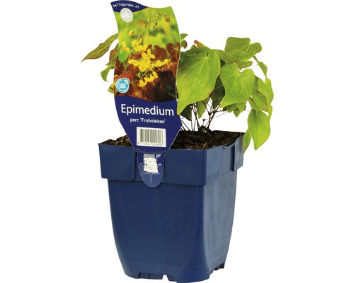 Fleur des elfes FloraSelf Epimedium perralderianum 'Frohnleiten' h 5-10 cm Co 0,5 l Épipède en pot