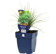 Festuca amethystina graminée ornementale en pot