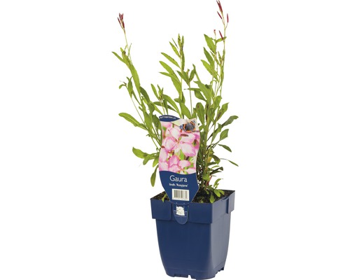 Gaura de Lindheimer FloraSelf Gaura lindheimeri 'Rosy Jane' h 5-20 cm Co 0,5 l Plant de Gaura en pot