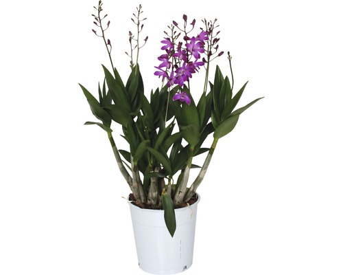 Orchidée Dendrobium x Hybride 'Berry Oda' pot de 12 cm