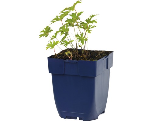 Geranienpflanze im Topf