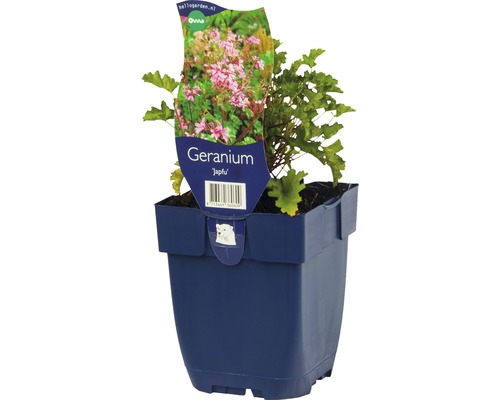 Storchschnabel FloraSelf Geranium 'Japfu' H 5-10 cm Co 0,5 L