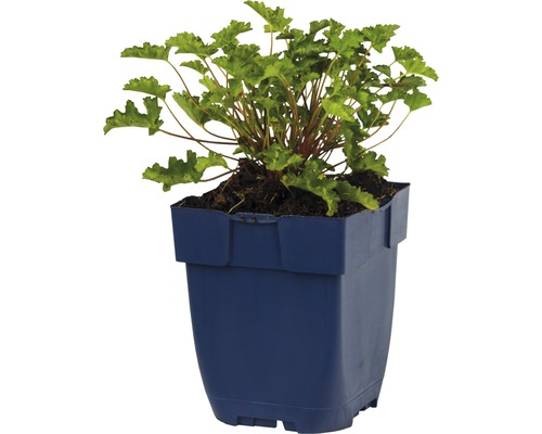 Heuchera Pflanze in einem Topf