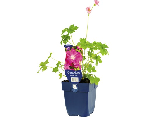 Géranium FloraSelf Geranium x oxonianum 'Orkney Pink' h 5-20 cm Co 0,5 l