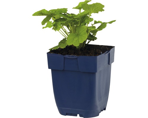 Géranium dans un pot