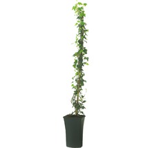 Lierre FloraSelf Hedera hibernica H env. 190 cm Co 5 l-thumb-1