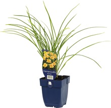 Taglilie FloraSelf Hemerocallis-Cultivars 'Mini Pearl' H 5-20 cm Co 0,5 L