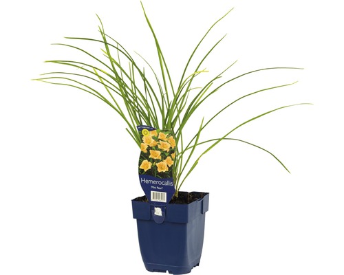 Hémérocalle FloraSelf Hemerocallis 'Mini Pearl' h 5-20 cm Co 0,5 l, petites fleurs Hémérocalle en pot avec des feuilles vertes et des fleurs jaunes