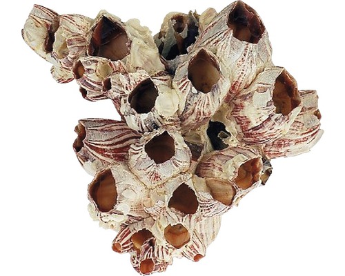 Dekoration für Aquarium, Seepocken