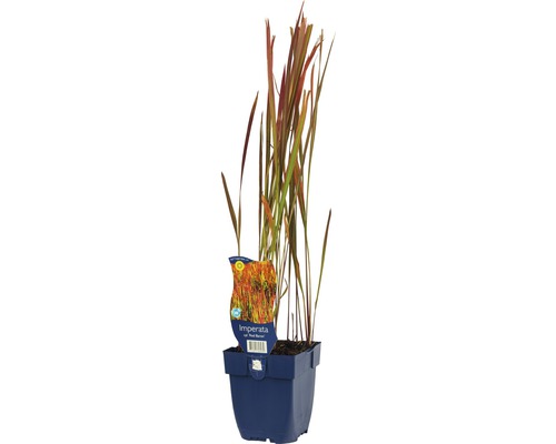 Impérate cylindrique FloraSelf Imperata cylindrica 'Red Baron' h 5-20 cm Co 0,5 l Herbe sanguine japonaise Imperata dans un pot