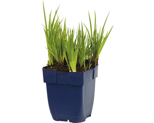 Iris d''eau en pot