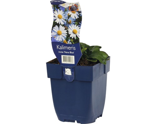 Kalimeris incisa Nana Blue im Topf
