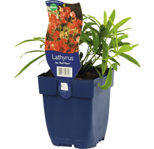 Pois de senteur ''Red Pearl'' en pot