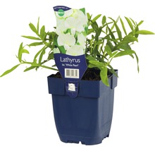 Pois de senteur White Pearl en pot