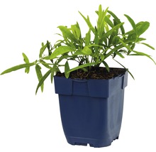 Plante en pot