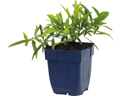 Plante en pot