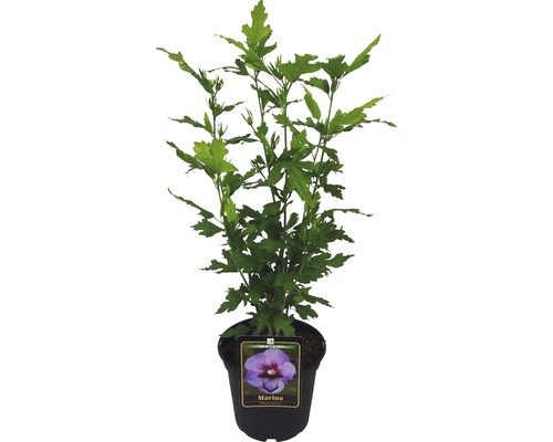 Hibiskus im Topf, Sorte Marina