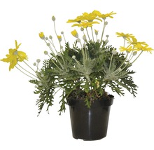 Marguerite à feuilles argentées en pot