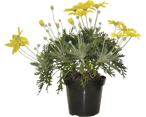 Marguerite à feuilles argentées en pot