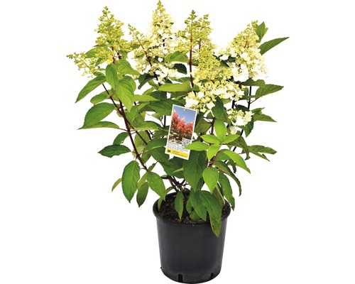 Hortensia paniculé Hydrangea paniculata Pinky-Winky h 40-60 cm Co 5 l