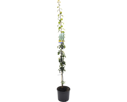 Prunier colonnaire bio FloraSelf Bio Prunus domestica 'Anja' H 130-150 cm Co 10 L autofertile