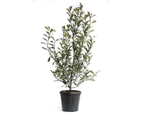 Photinie 'Pink Marble' FloraSelf Photinia fraseri 'Pink Marble' h 125-150 cm Co 15 l