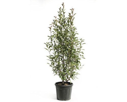 Lorbeerkirsche im Topf