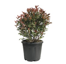 Photinie boule 'Robusta Compacta' FloraSelf Photinia fraseri 'Robusta Compacta' Ø 40/45 cm Co 18 l