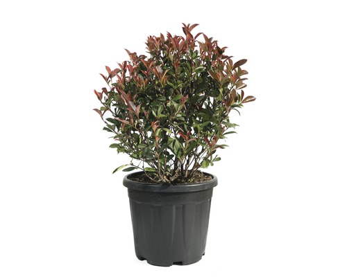 Photinie boule 'Robusta Compacta' FloraSelf Photinia fraseri 'Robusta Compacta' Ø 40/45 cm Co 18 l Photinie boule 'Robusta Compacta' FloraSelf Photinia fraseri 'Robusta Compacta' Ø 40/45 cm Co 18 l