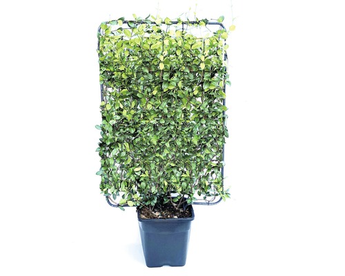 Sternjasmin Spalier FloraSelf Trachelospermum jasminoides H 110-120 cm B 80 cm Co 30 L