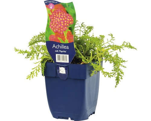 Achillée millefeuille FloraSelf Achillea millefolium 'Paprika' h 5-50 cm Co 0,5 l Achillea millefolium Paprika plante en pot